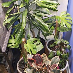 Houseplants For Sale