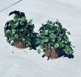 Two Large Pathos Imitation Plants In Baskets. 