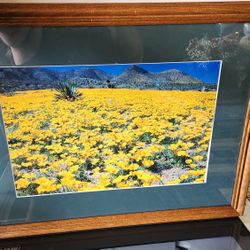 Frame Poppy Flowers
