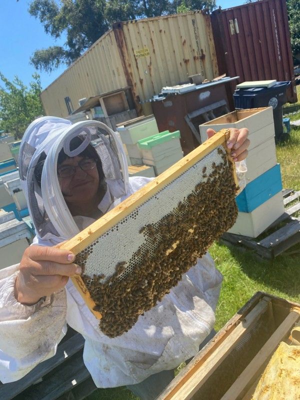 Bee Hives, Nucs