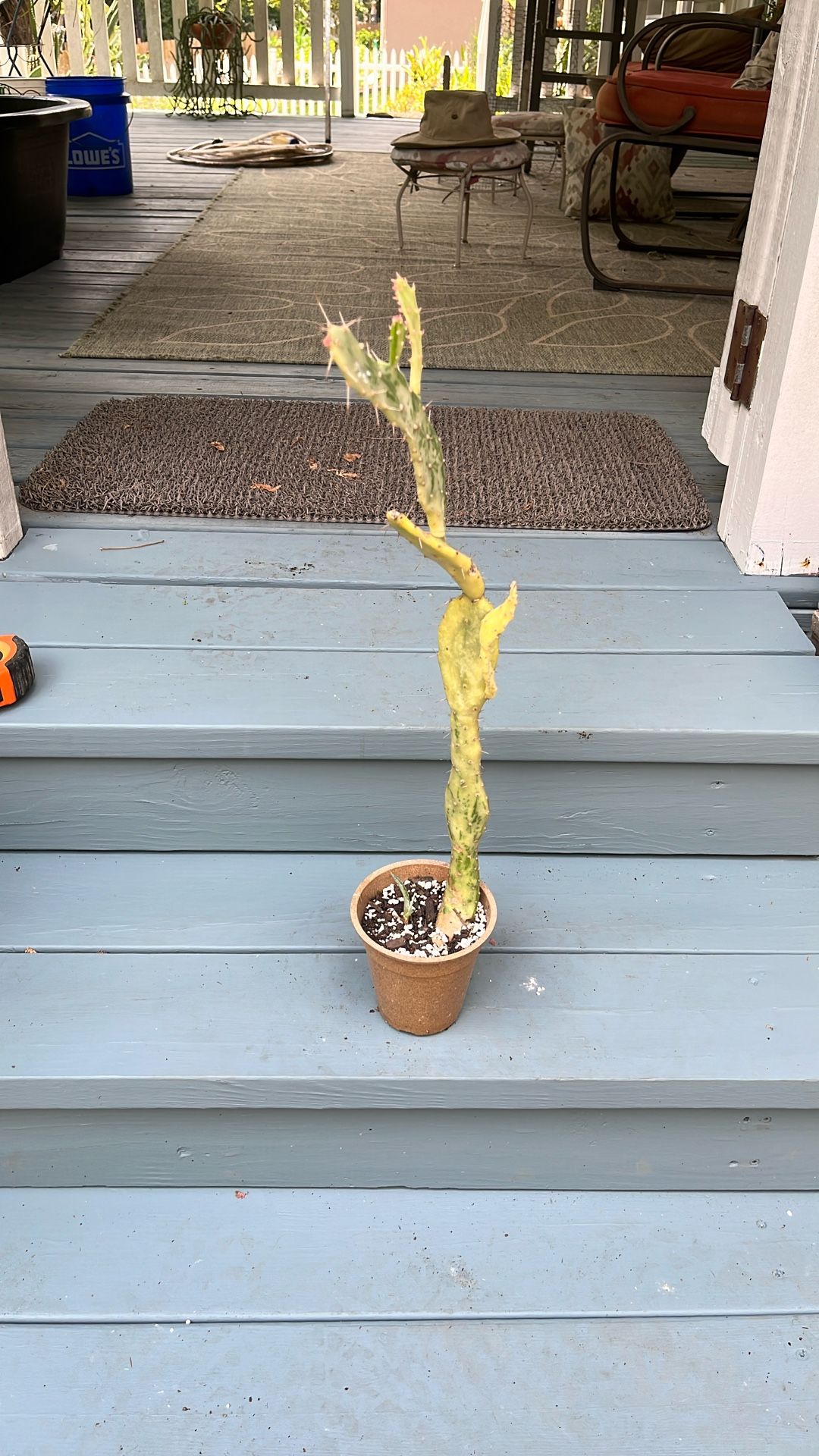 Variegated Joseph’s Coat Cactus. 20” Tall