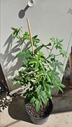 Abutilon 'Tiger Eye' Live Plant