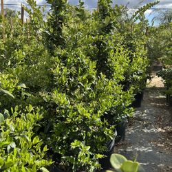 Ligustrum japonicum, Waxleaf Privet Hedges plant, 15gal 