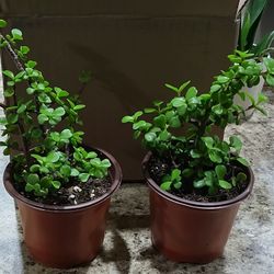 Money Tree Succulents 
