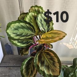 Calathea 
