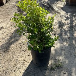 Japanese Boxwood Hedge