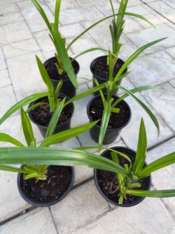 Pandan Starter Plants (Fully Rooted) Edible