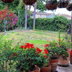 geranium flower Real Big Planter Planting Pot Flowers With Planting Soil