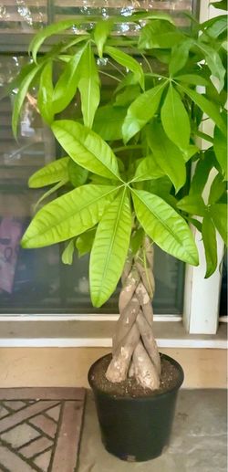 Braided Money tree w/thick trunks 3 gallon pot b