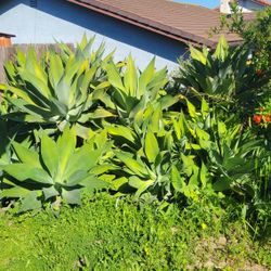 Large Succulents