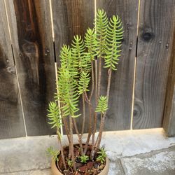 Bonsai Style Succulent Plant with Lava rocks and Ceramic Bonsai Pot Forest of Trees  Cash only  Pick up in North San Jose, By appointment only  Locati