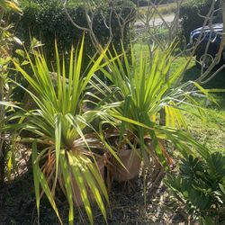 Screwpine/ Pandanus  Plants
