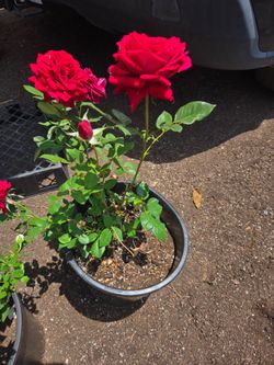 Roses plant 5 gallon rosas