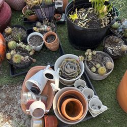 OFFER Small Pots And Plants All For $20