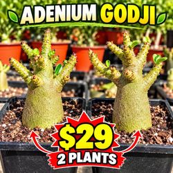 Desert Rose Adenium Godji $29 for 2
