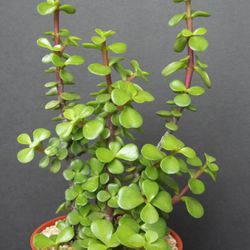 PORTUCALARIA AFFRA  Green  rare elephant bush mini jade tree bonsai 4" plant