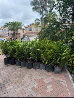 Clusia Plants (7 Gallon)