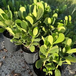 Clusias (Privacy Hedges) Plants