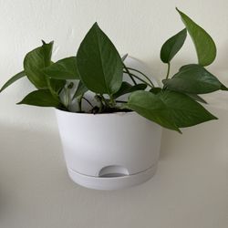 Wall Planter With Plant