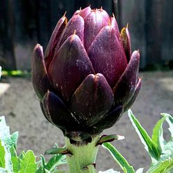 Large Organic Purple Violetto Artichoke Plants! Perennial Variety! Available Now! 2026 SEASON EARLY RELEASE!