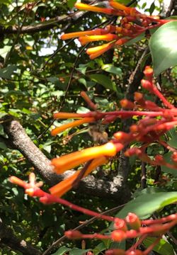 Firebush plants