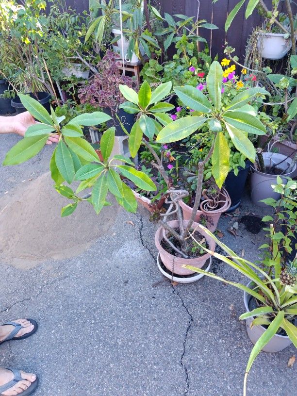 Plants