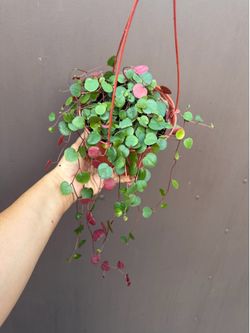 6” peperomia ruby cascade