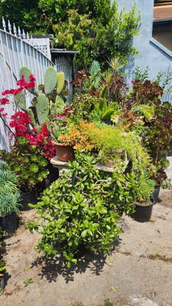 Succulents, Cactus, Beautiful Flowers And Plants