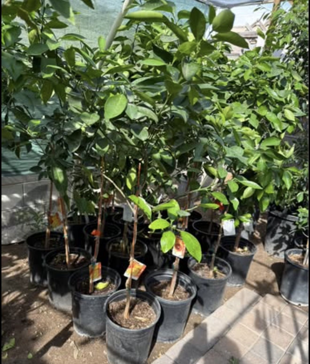 Navel Orange ๐ Trees 4F The Tall $55 Each Price Firm