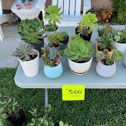 Holiday Succulent sale