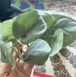 Rare Scindapsus Platinum