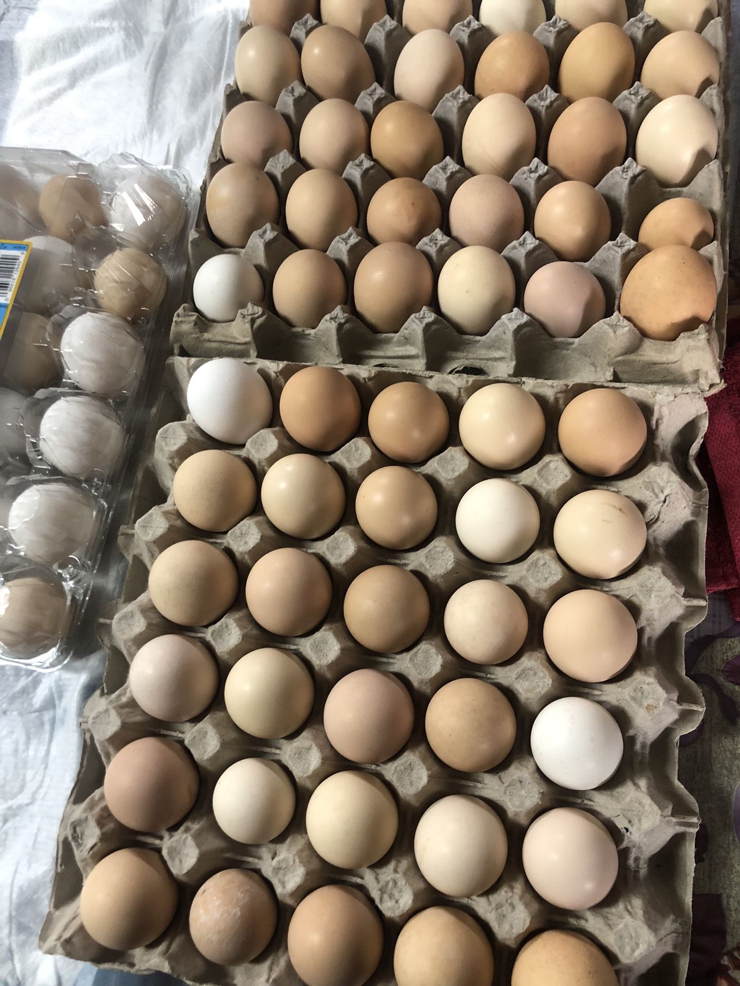 Fresh Eggs