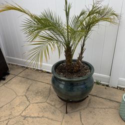 Large Ceramic Pot With Healthy Robolini