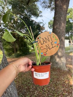 SMALL MONSTERA DELISIOSA