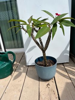 Fuchsia Plumeria