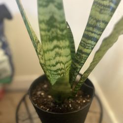 Variety Of Indoor House Plants!