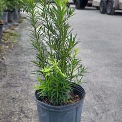 Podocarpus Plant - 3gl