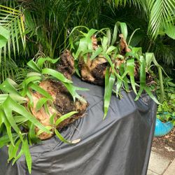 Elk Horn Or Stag Horn Ferns