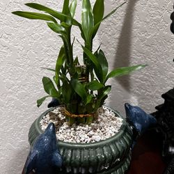 Decor Plant 