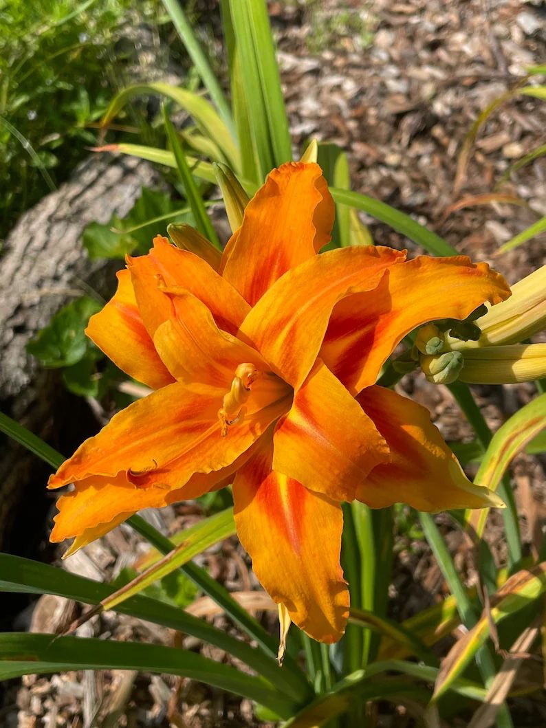Daylilies Perennial Homegrown Plants