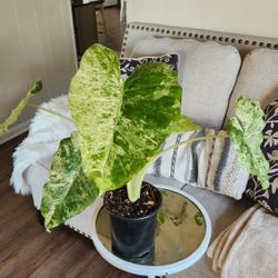 $65 Alocasia Blizzard 🌿 