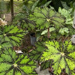 GINGERS AND COSTUS PLANTS