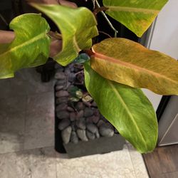 Philodendron Orange Marmalade Plant ( Pls Read Description