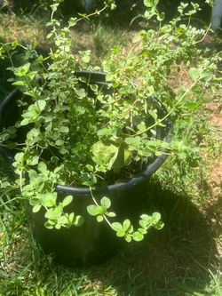 Oregano maceta grande tea