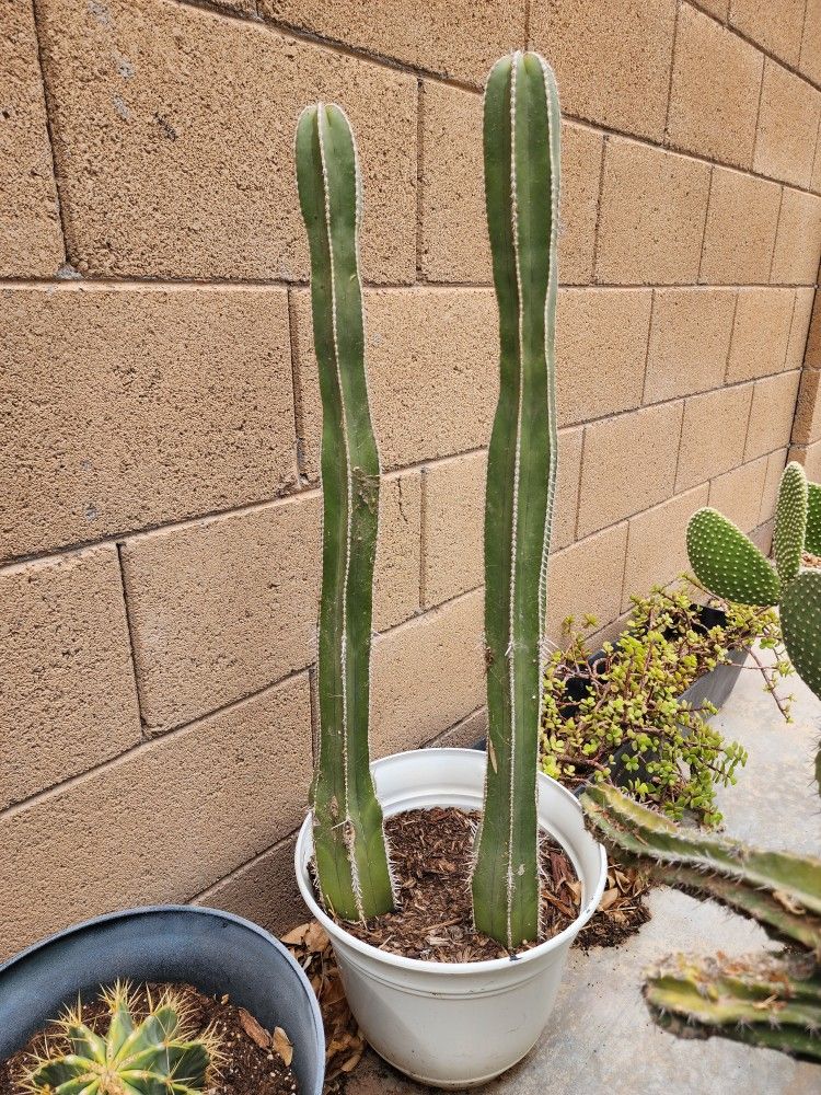 Cactus Plant