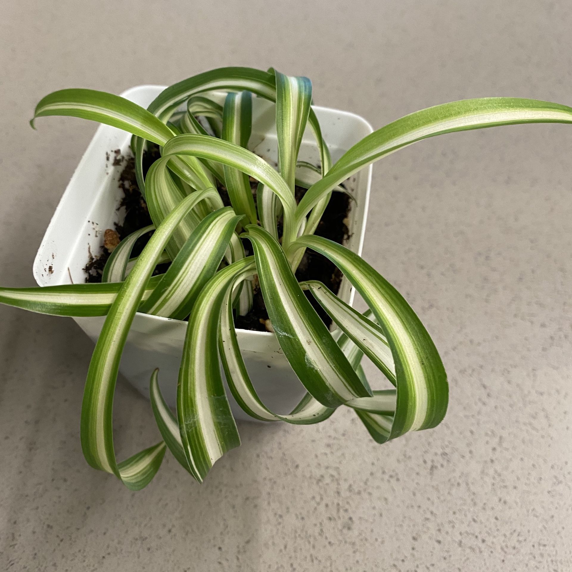 Curly Spider Plant - Baby Houseplant