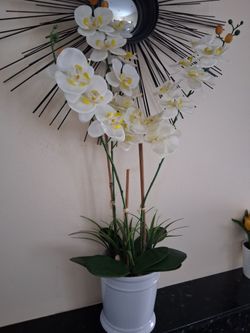 Tall Orchidea