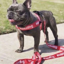 Supreme Dog Harnesses 