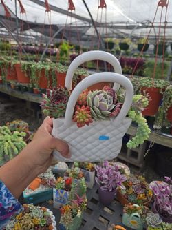 Succulent arrangements