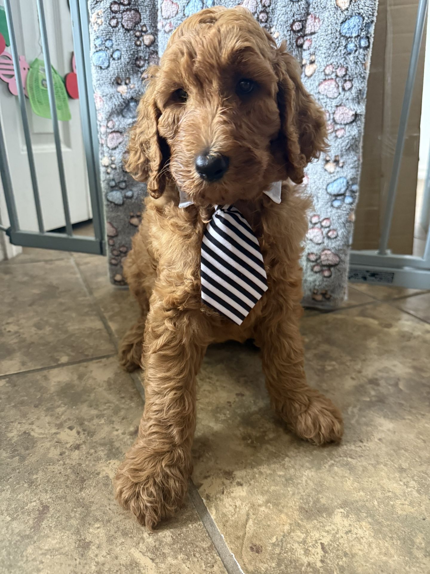 Goldendoddle